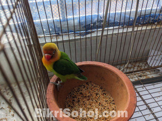 Green Fisher Love Bird